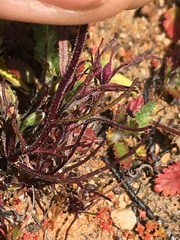 Triphysaria micrantha