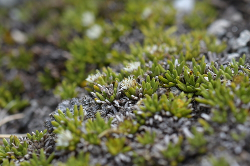 Abrotanella inconspicua (Abrotanella inconspicua)