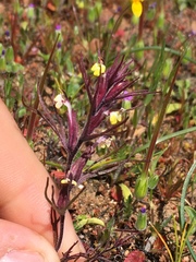 Triphysaria micrantha