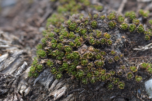 Image of Goyens Button Daisy (Leptinella goyenii) by (c) Christopher Stephens, some rights reserved (CC BY-SA)