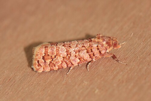 Orange Pine Tortrix, Wageningen, Nederland, photo 10 of 10