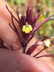 Triphysaria micrantha