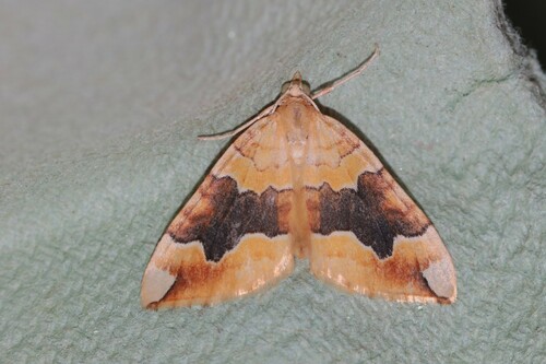 Barred Yellow, Wageningen, Nederland, photo 5 of 10