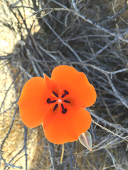 Calochortus kennedyi