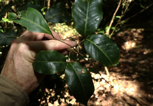 Image of Mischocarpus anodontus by (c) Greg Tasney, some rights reserved (CC BY-SA)