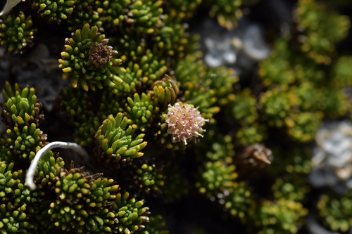 Image of Leptinella goyenii by (c) Christopher Stephens, some rights reserved (CC BY-SA)