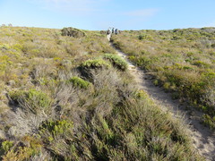 Willdenowia glomerata