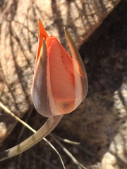 Calochortus kennedyi