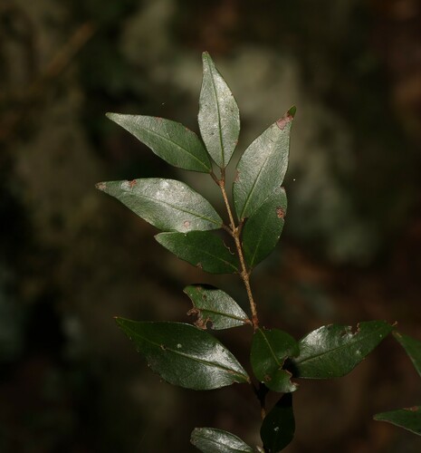 Uromyrtus lamingtonensis, 2023-12-08