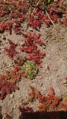 Alchemilla australis