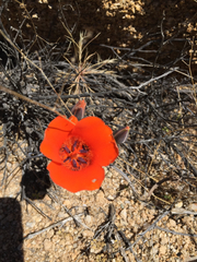 Calochortus kennedyi