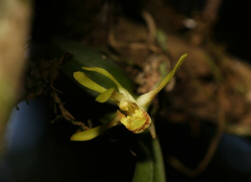 Image of Sarcochilus parviflorus by (c) Greg Tasney, some rights reserved (CC BY-SA)