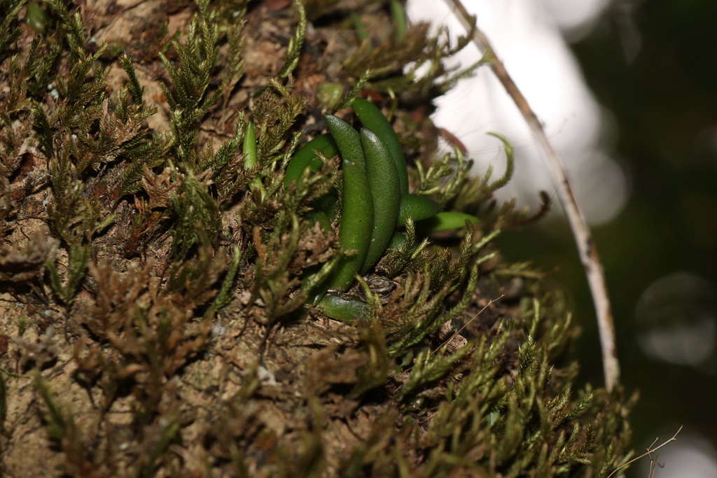 Bulbophyllum lamingtonense