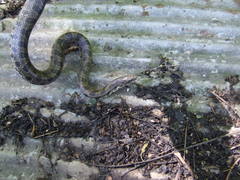 Lampropeltis calligaster