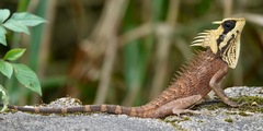 Natalia's Agama photo 2