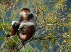 Red-Shanked Douc Langur photo 2
