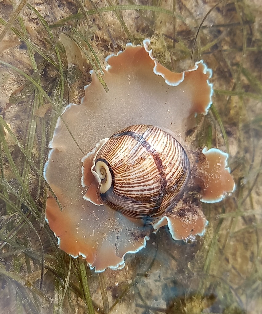 Toffee-banded bubble shell