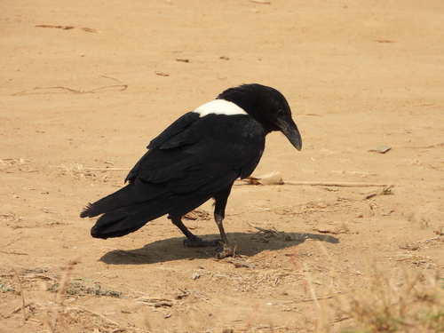 Cuervo pío (Corvus albus)
