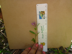 Rhinotropis californica