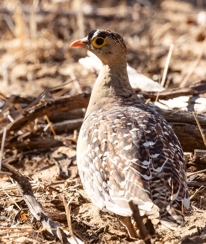 Double-banded Sandgrouse