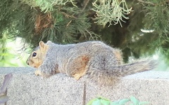 Sciurus niger