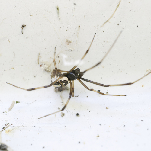 Redback spider