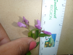 Rhinotropis californica