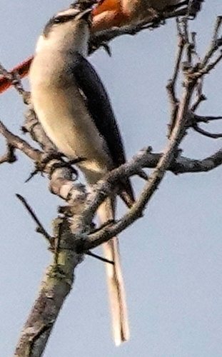 Swinhoe's Minivet (Pericrocotus cantonensis), photo 8