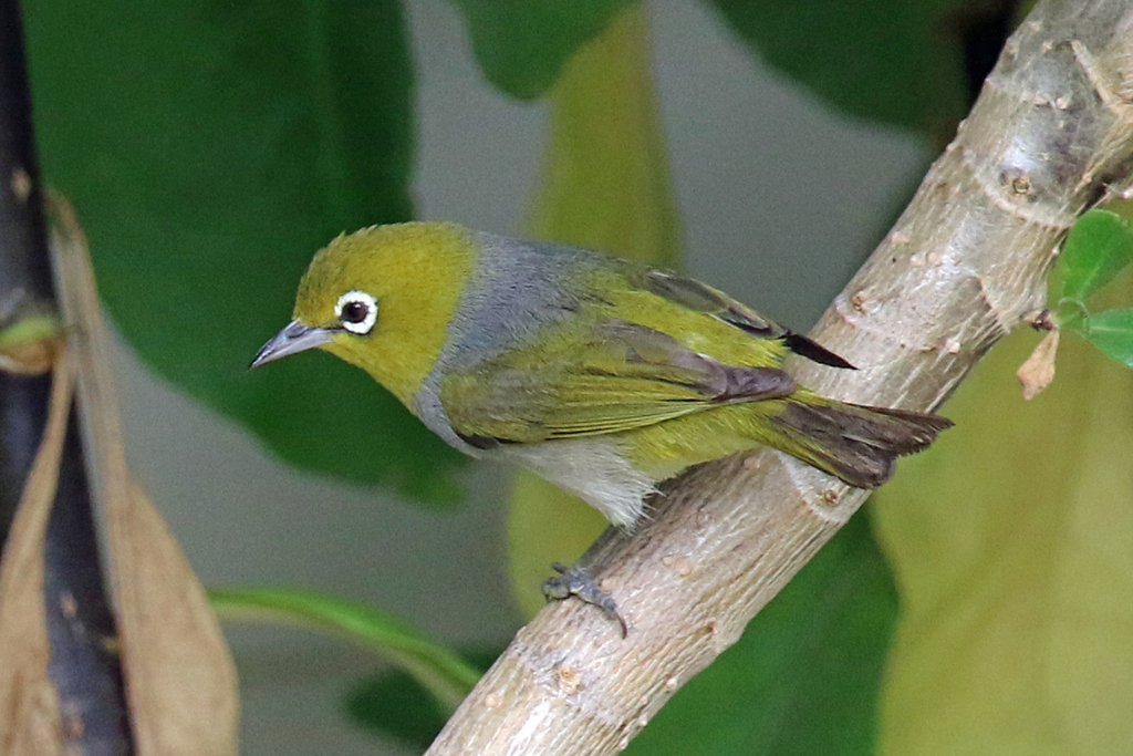 Capricorn silvereye from lady elliot island queensland 4670 australia