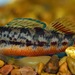 Yazoo Darter - Photo (c) Matthew Pintar, some rights reserved (CC BY), uploaded by Matthew Pintar