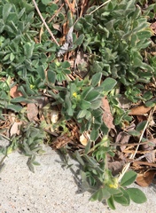 Acmispon brachycarpus