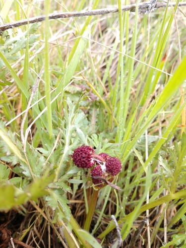 iNaturalist observation photo of Purple Sanicle