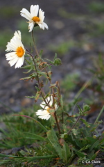 Layia pentachaeta albida