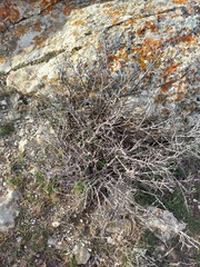 Prunus griffithii