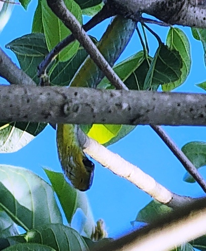 Common Tree Snake sighting