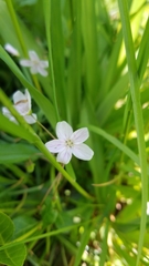 Claytonia