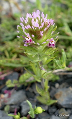Castilleja brevistyla
