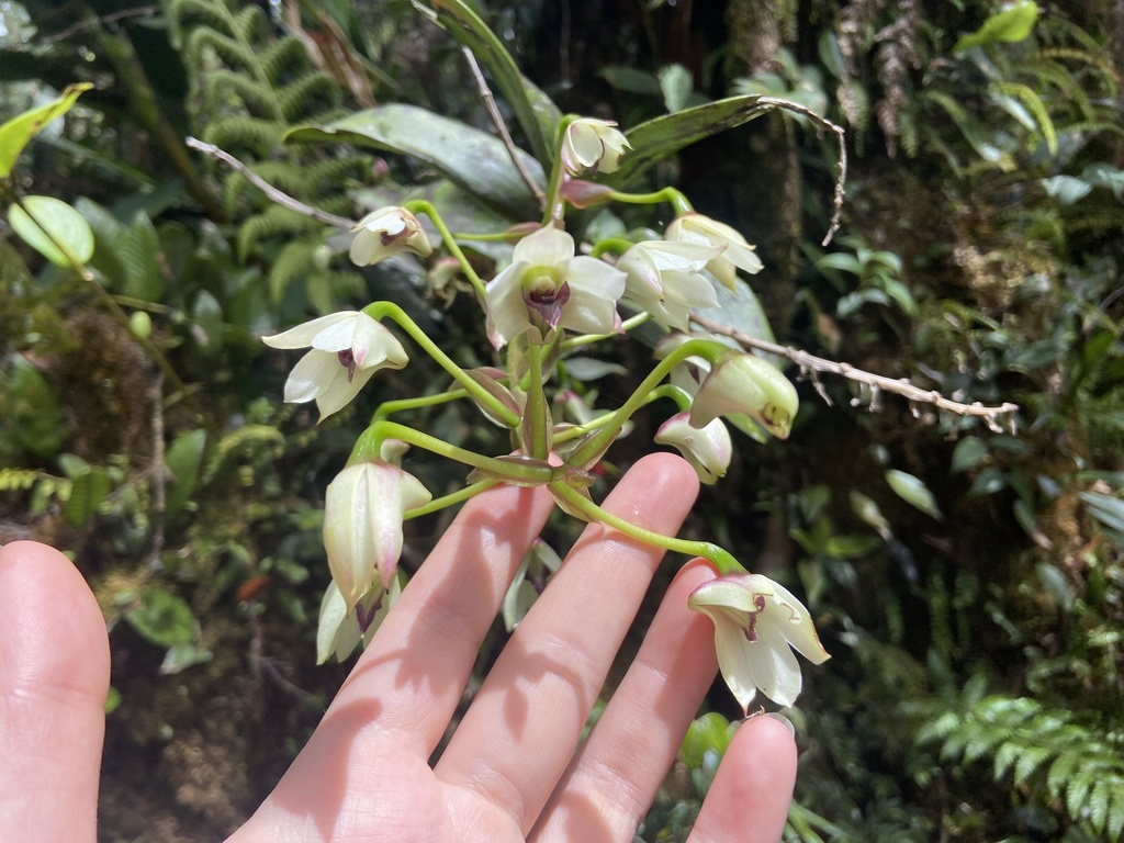 Dendrobium rigidifolium Rolfe