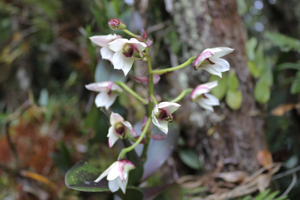 Dendrobium rigidifolium Rolfe 2