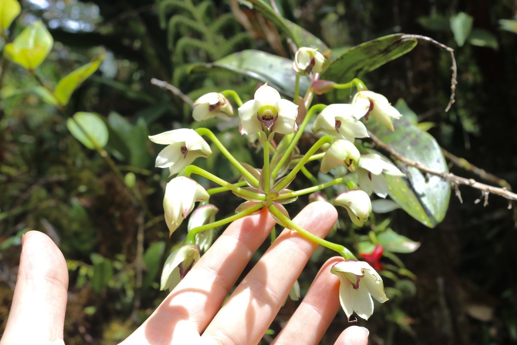 Dendrobium rigidifolium Rolfe 3