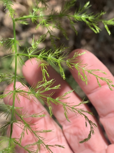 Asparagus setaceus