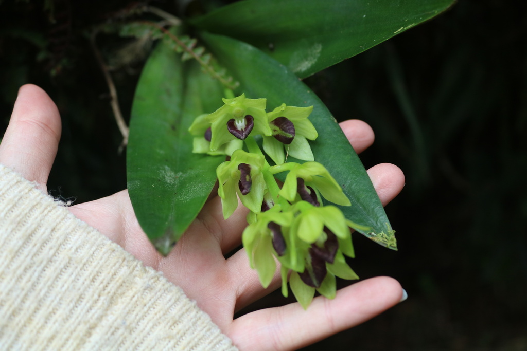 Dendrobium geotropum T.M.Reeve 2