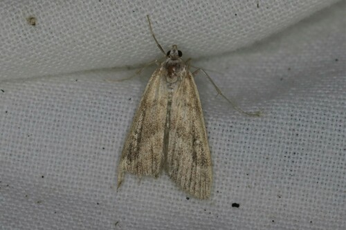 Ringed China-Mark, Doldersum, Nederland, photo 8 of 10
