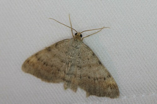Tawny-barred Angle, Doldersum, Nederland, photo 10 of 10