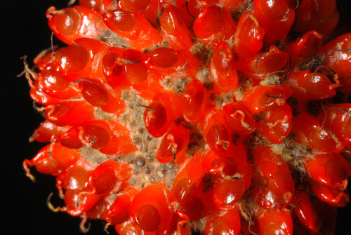 Broussonetia papyrifera