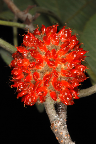 Broussonetia papyrifera