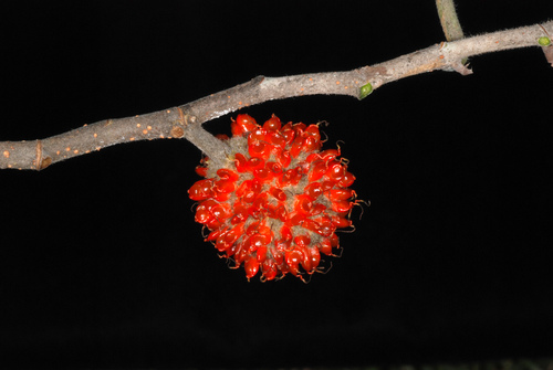 Broussonetia papyrifera