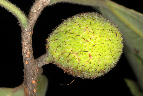 Broussonetia papyrifera