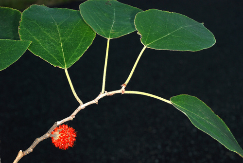Broussonetia papyrifera