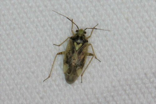 European Tarnished Plant Bug, Doldersum, Nederland, photo 10 of 10